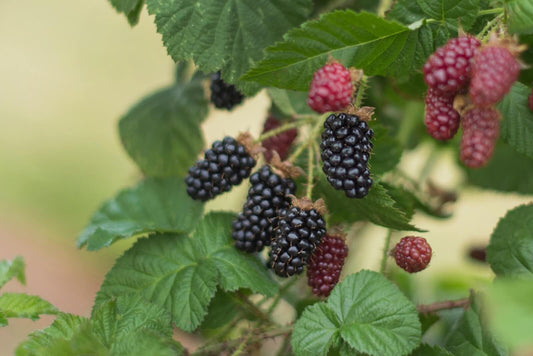 Discovering the Joy of Berry Season in Oregon
